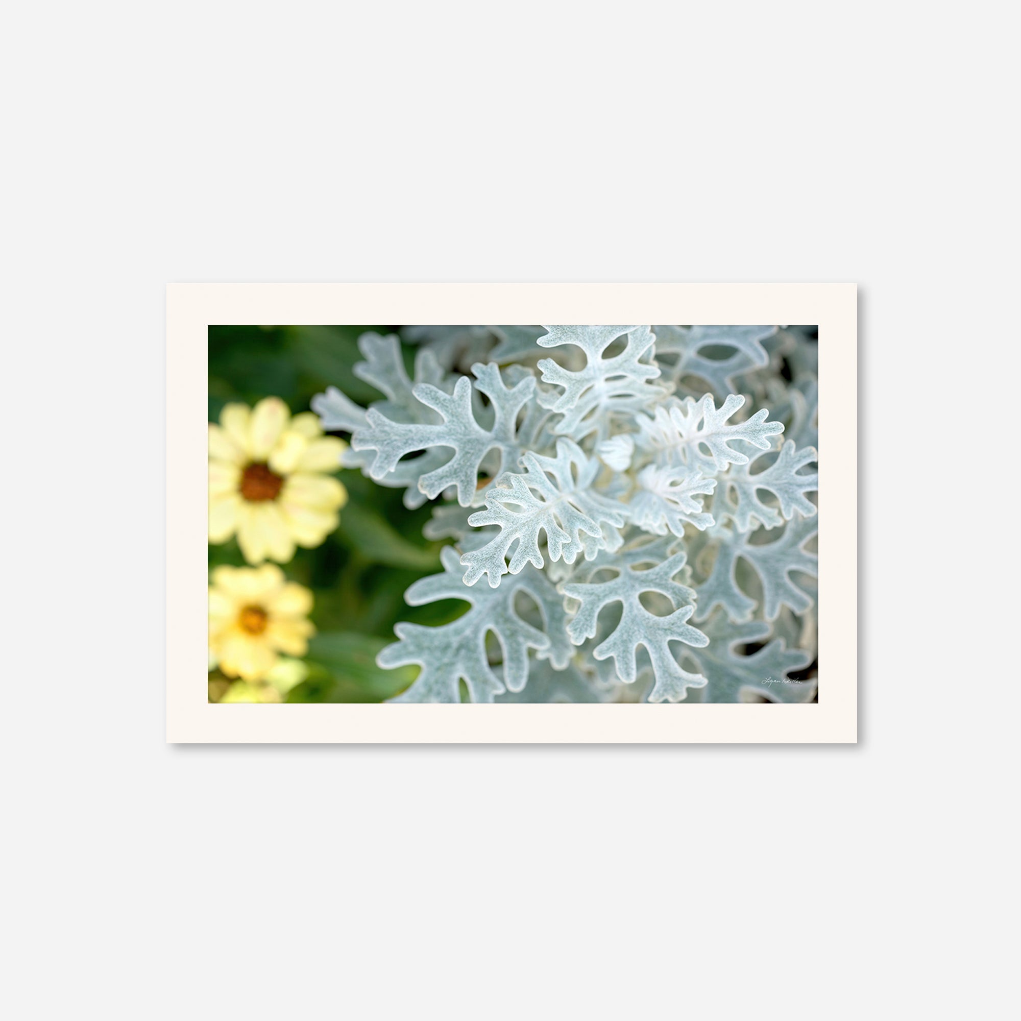 Flowers no. 2