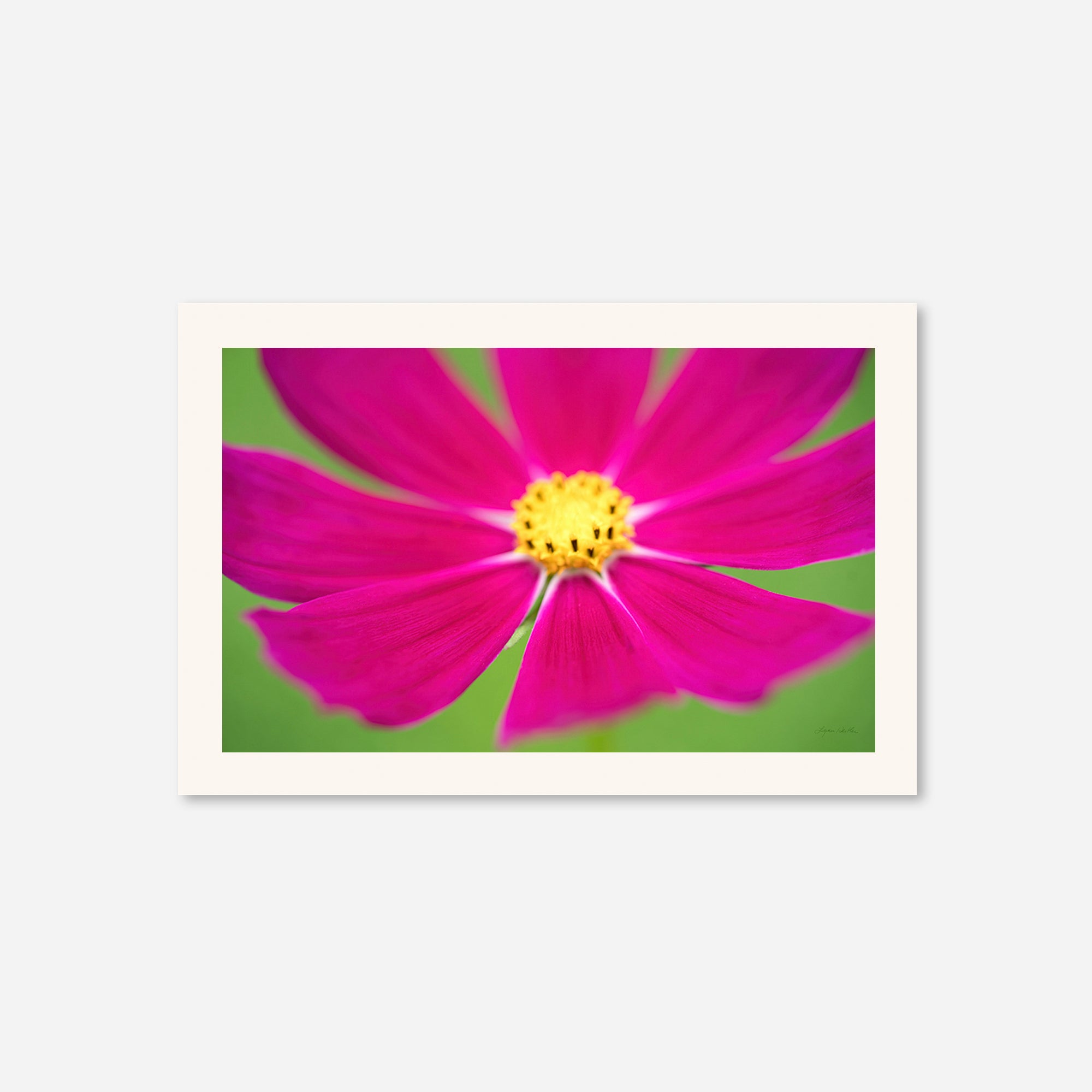 Flowers no. 1