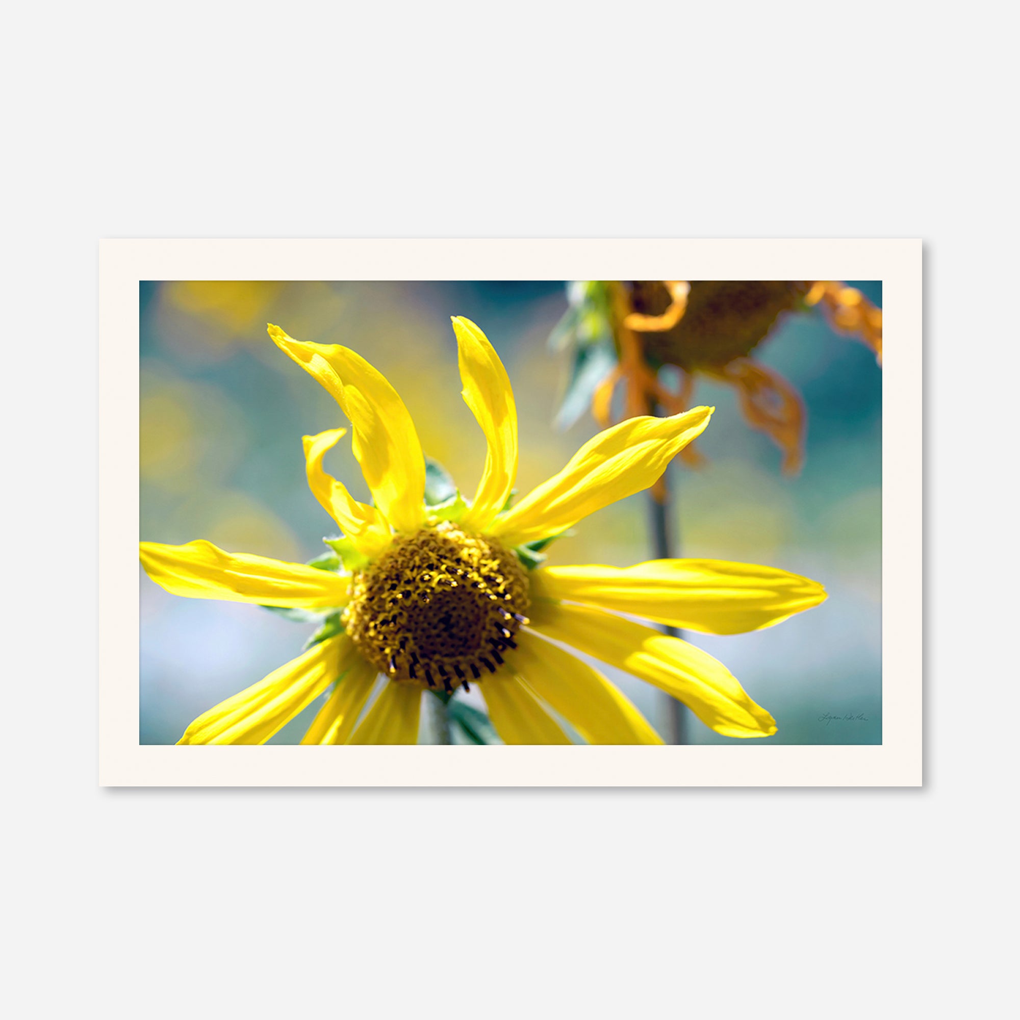Flowers no. 6
