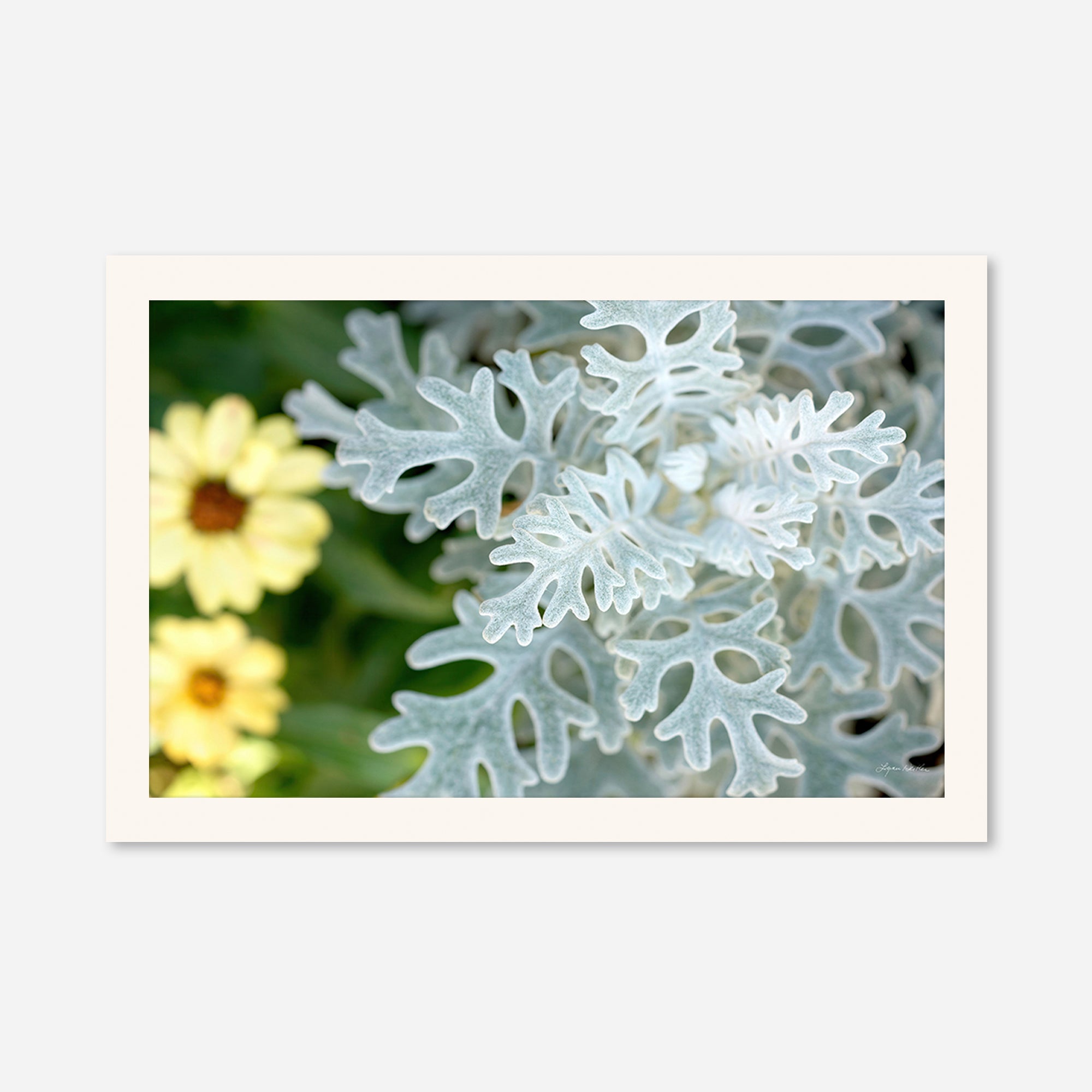 Flowers no. 2