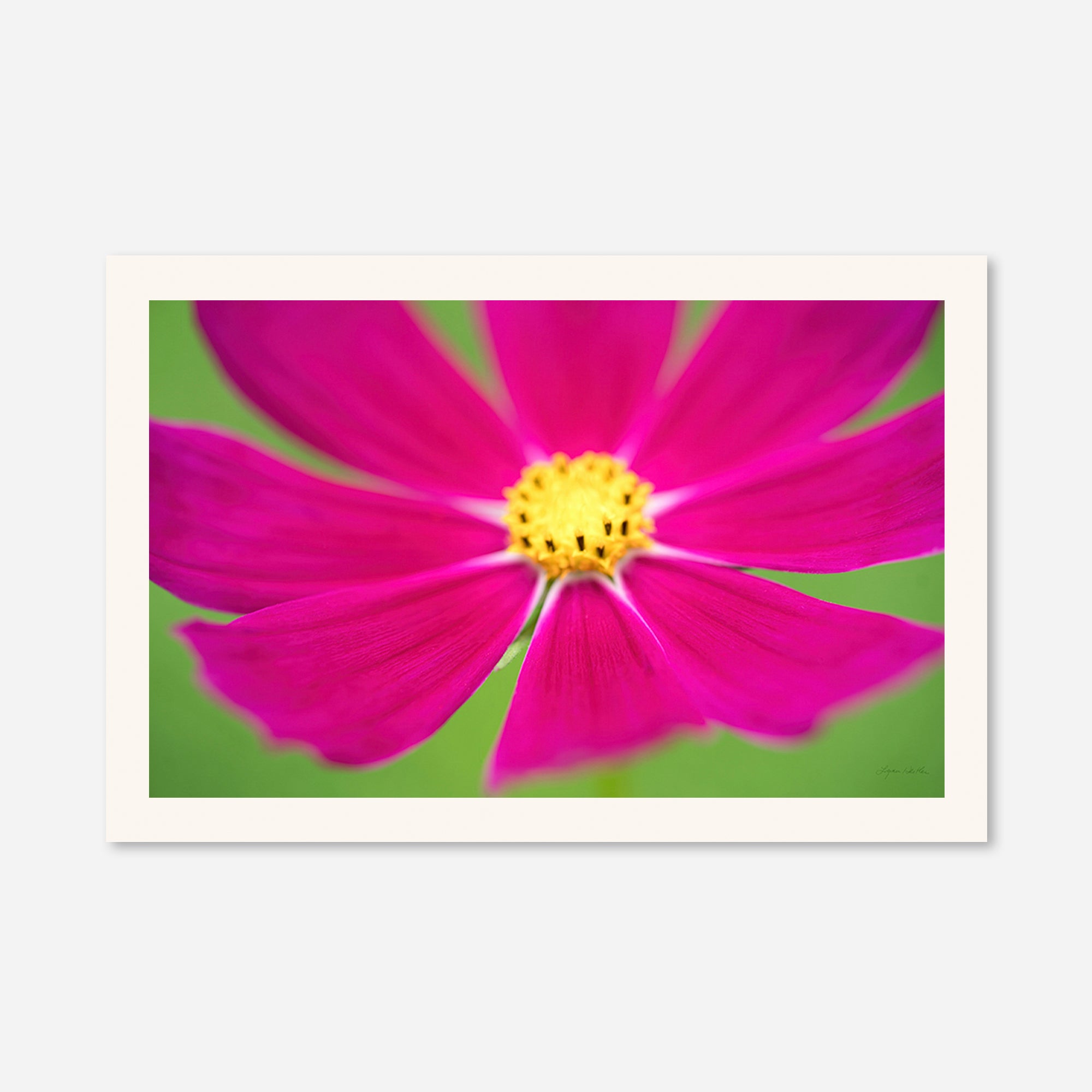 Flowers no. 1