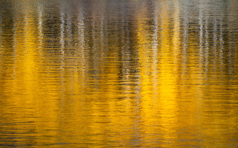 Golden Musings no. 4