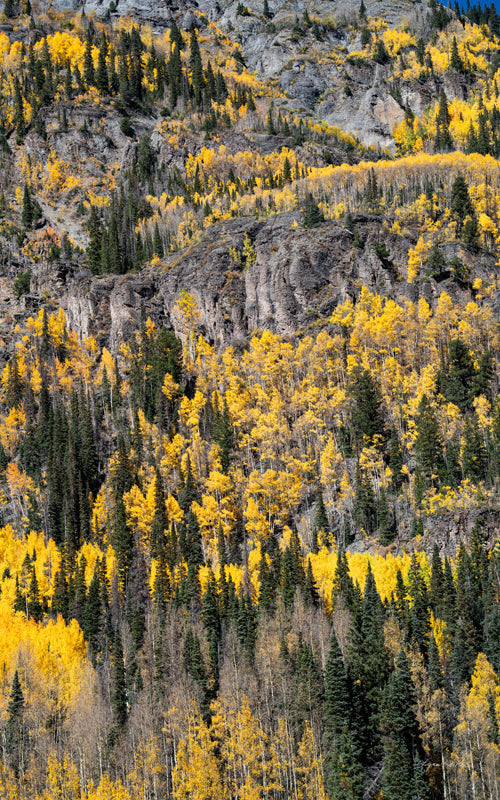 Golden Musings no. 5