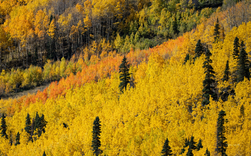 Golden Musings no. 6