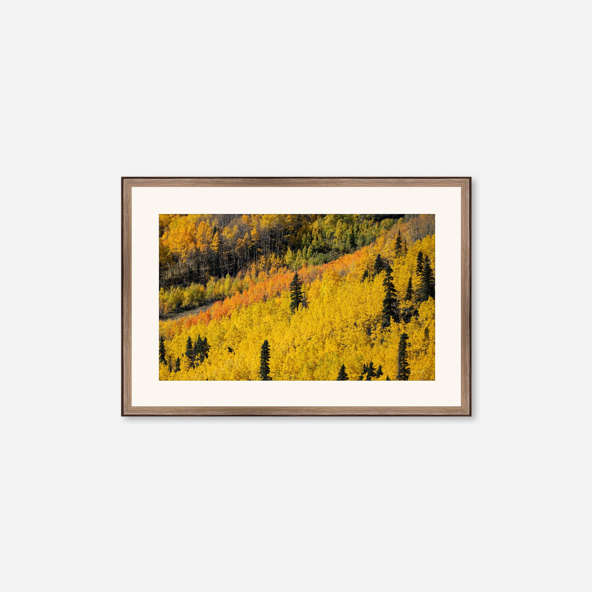 Golden Musings no. 6