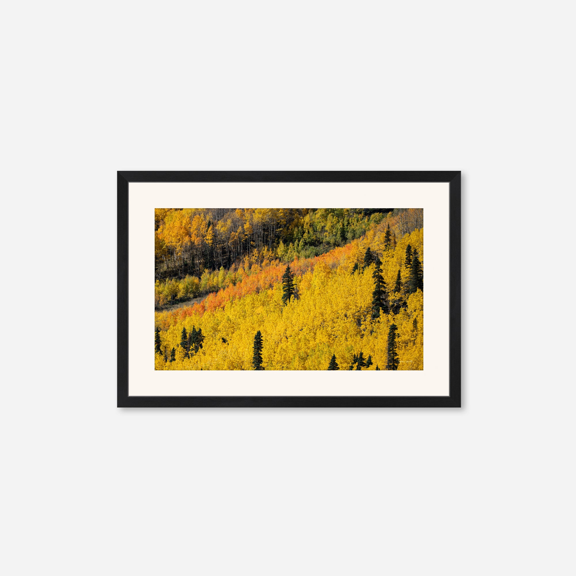 Golden Musings no. 6