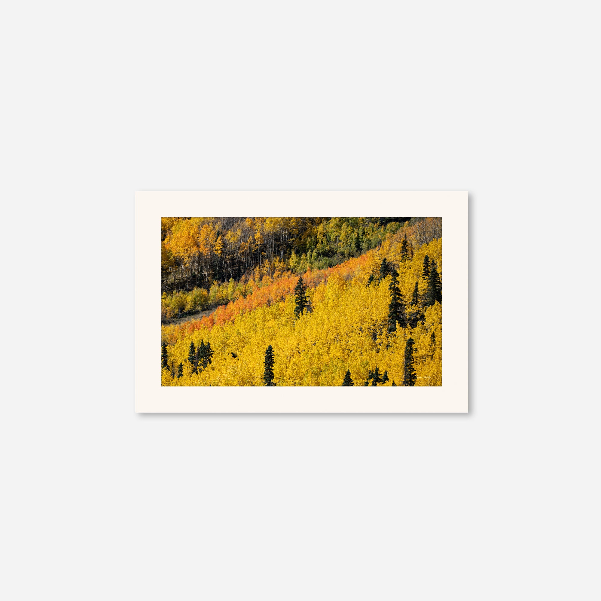 Golden Musings no. 6