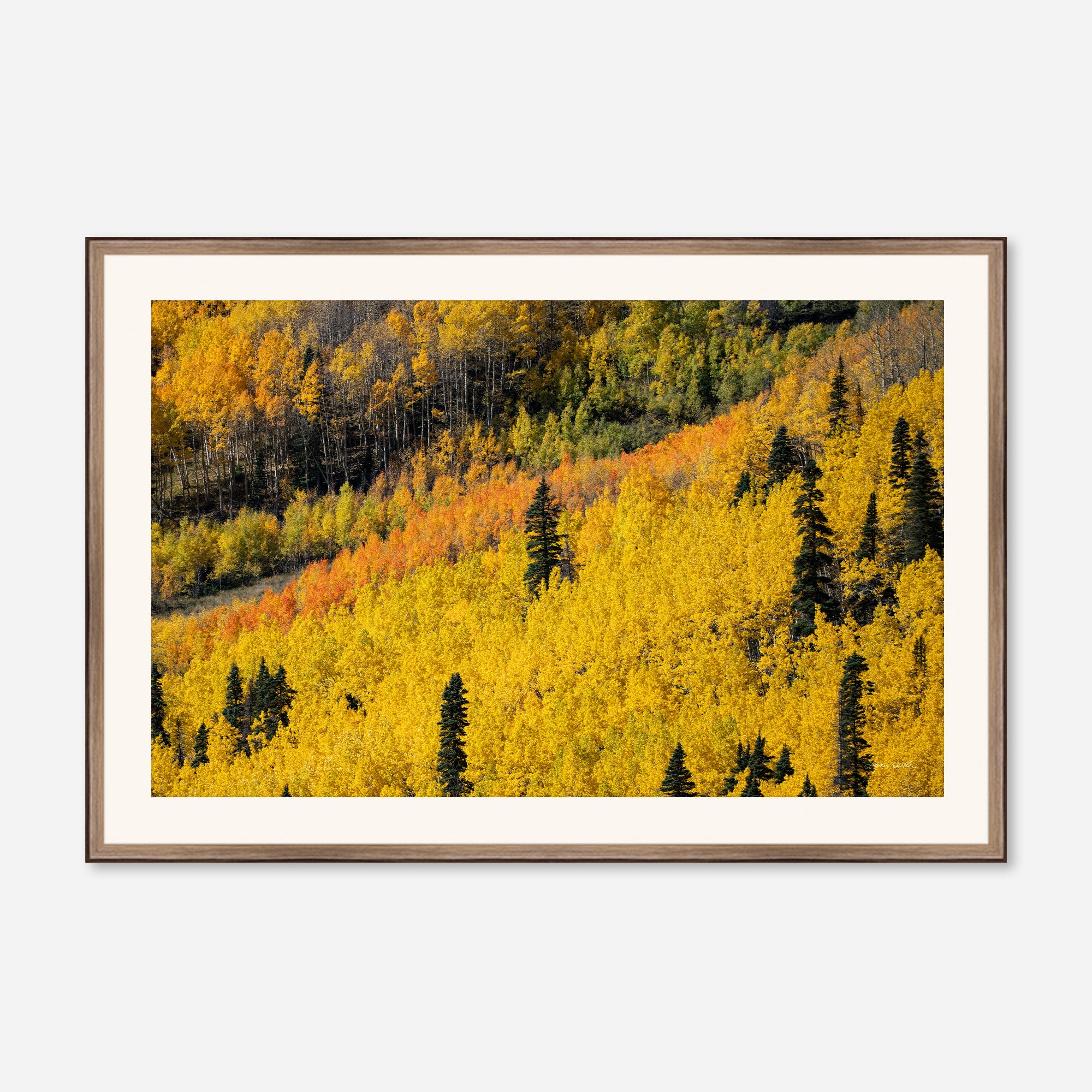 Golden Musings no. 6