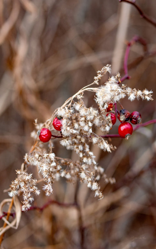 Late Fall no. 1
