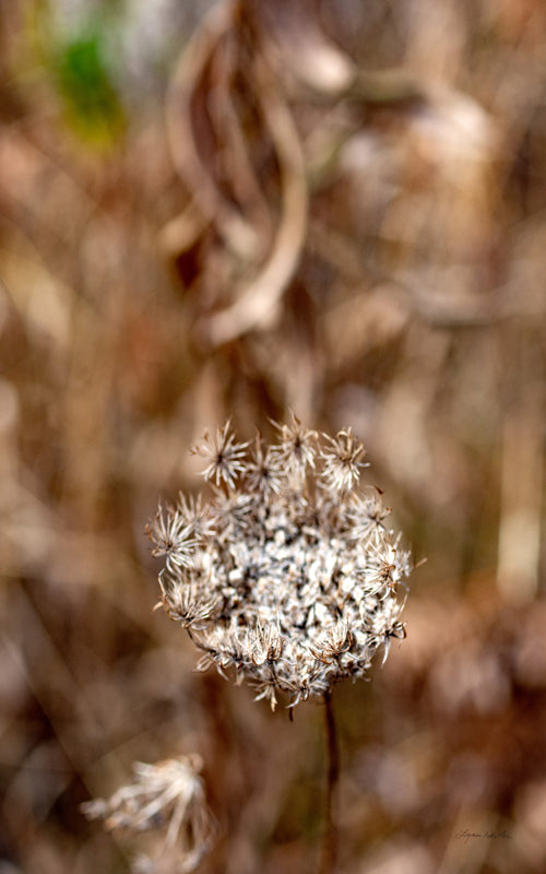Late Fall no. 2