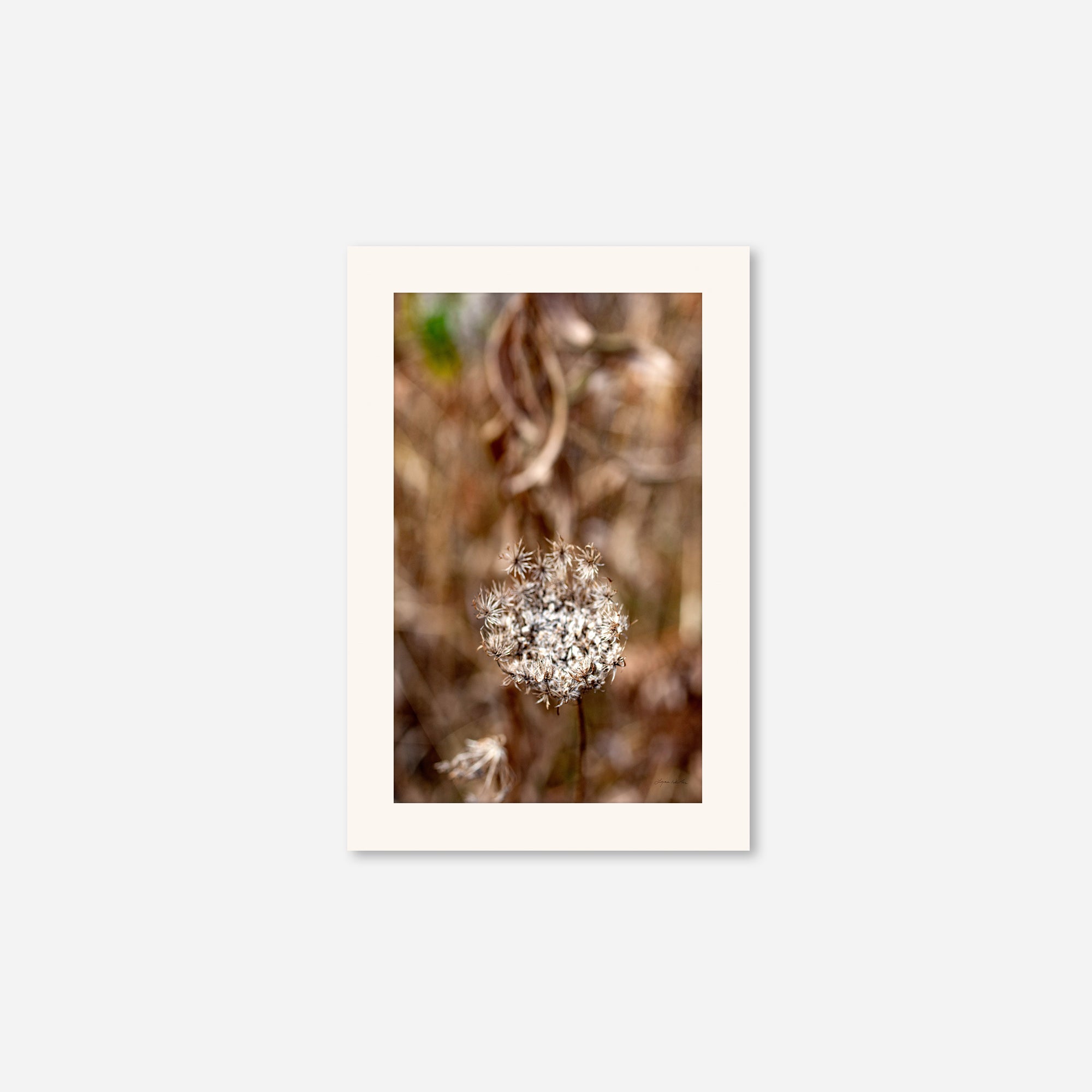 Late Fall no. 2