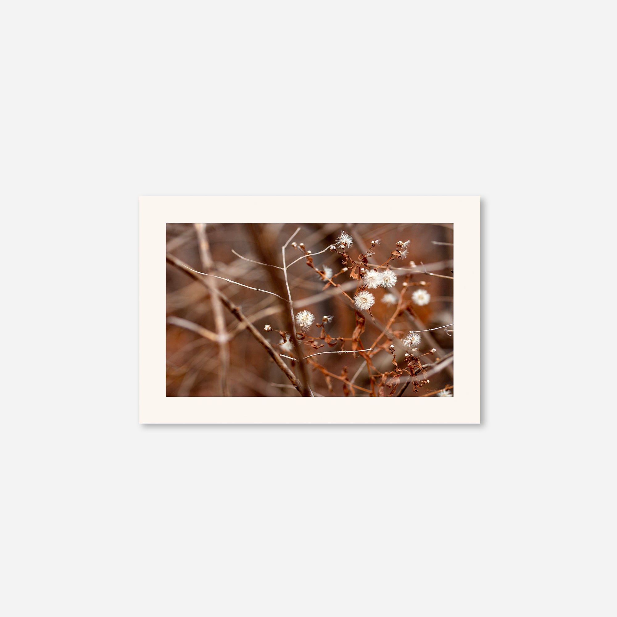 Late Fall no. 3