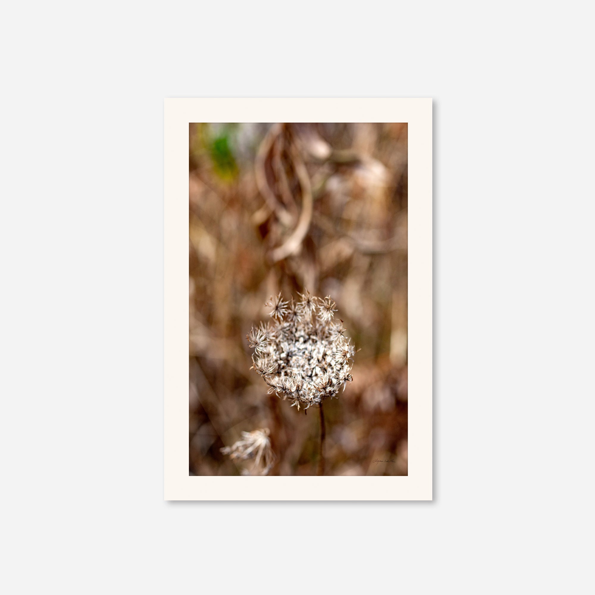Late Fall no. 2
