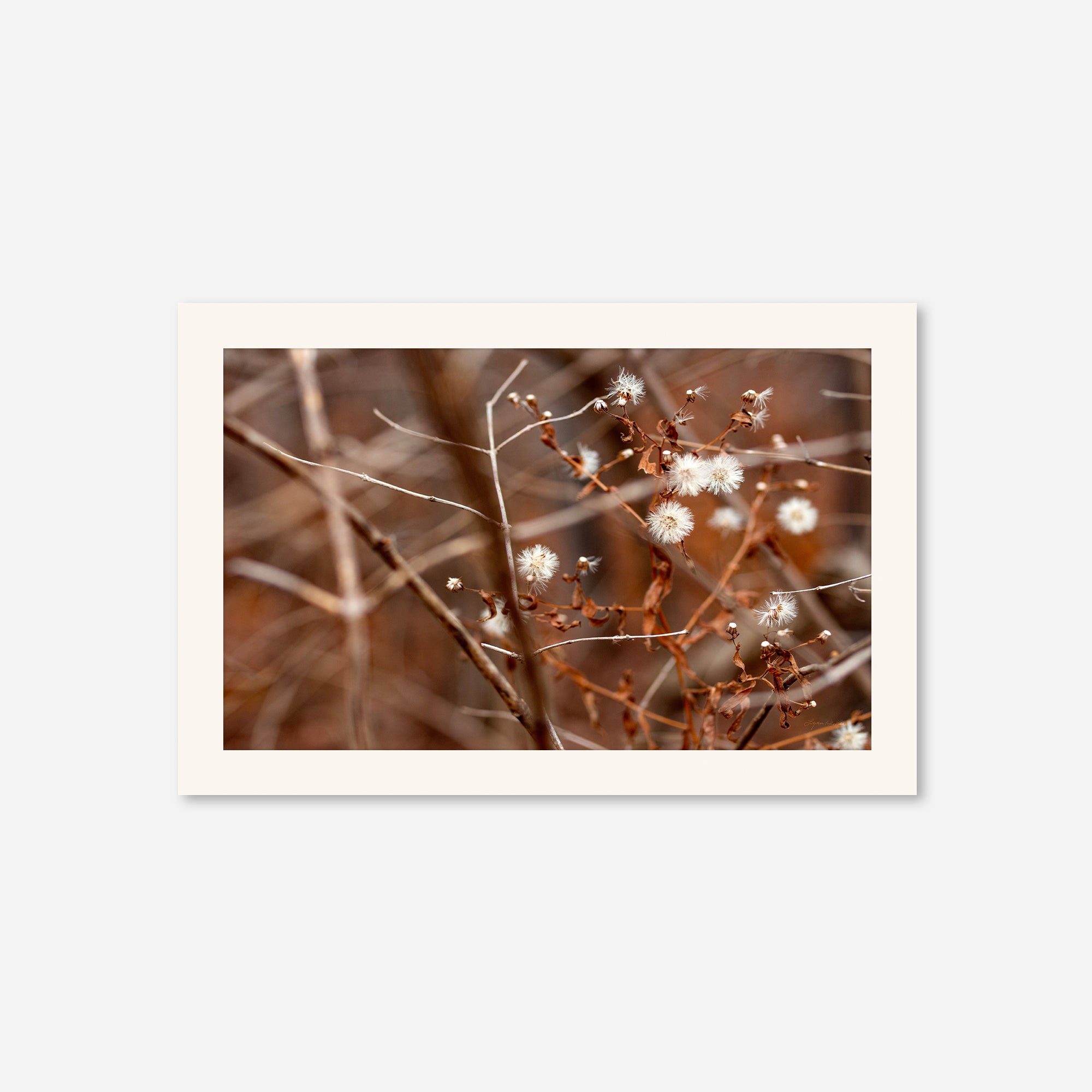 Late Fall no. 3