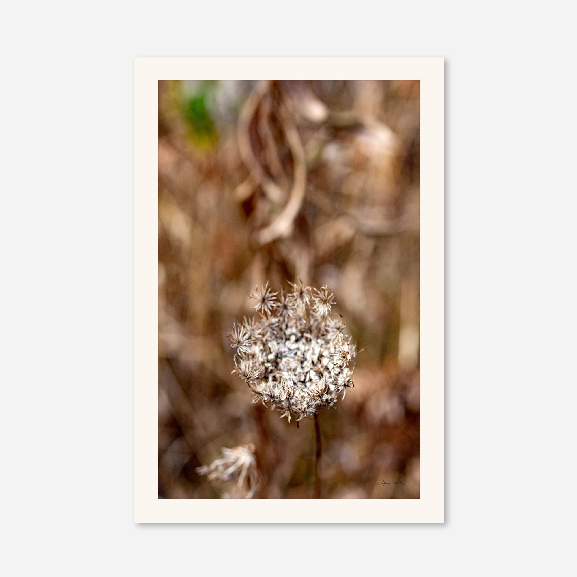 Late Fall no. 2