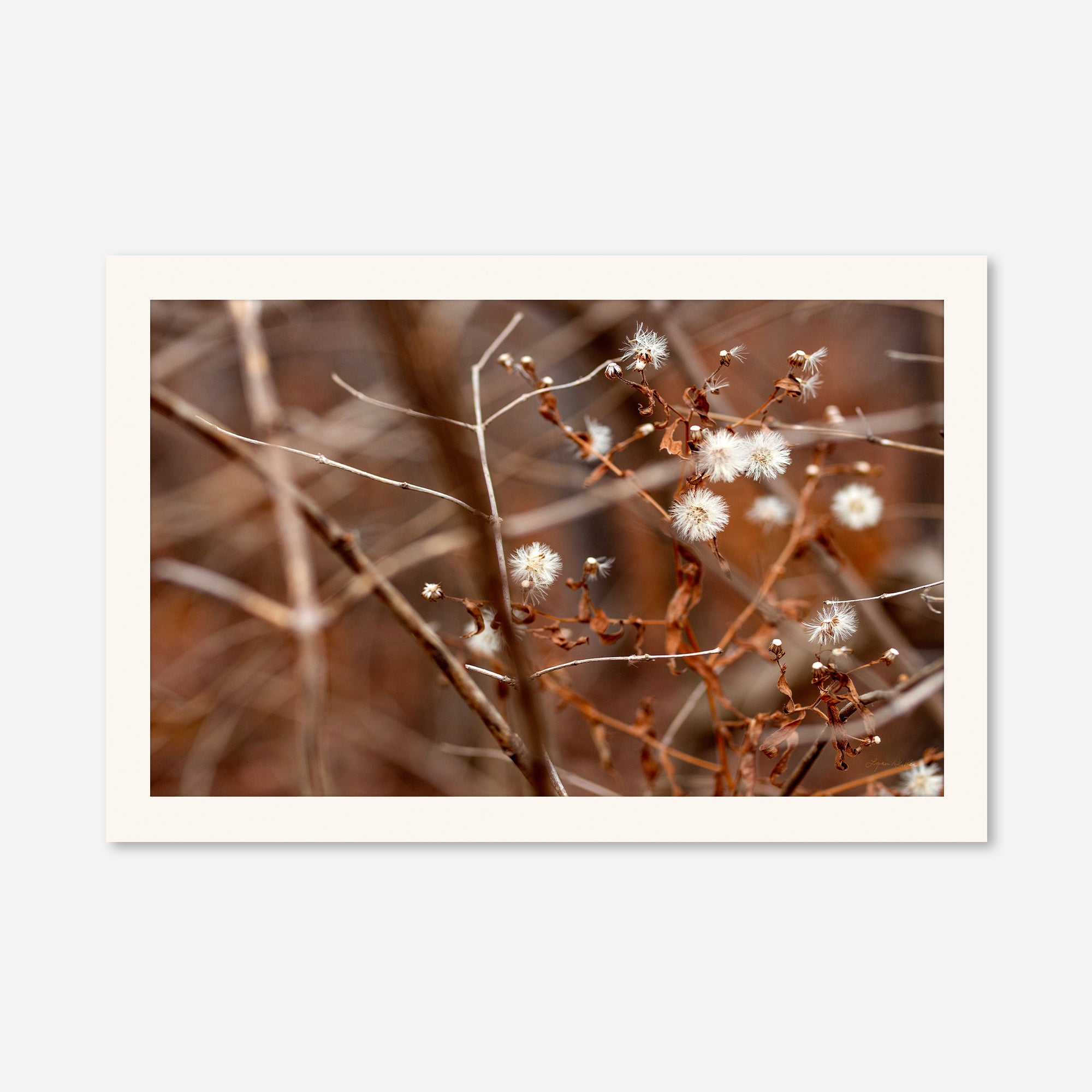 Late Fall no. 3