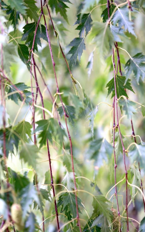 Leaves no. 1