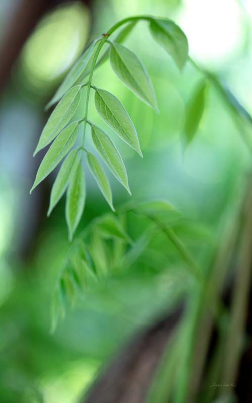 Leaves no. 2