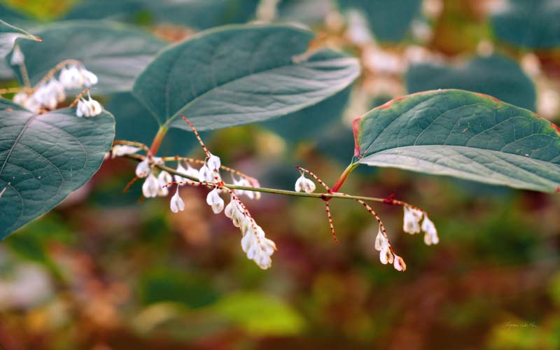 Leaves no. 3