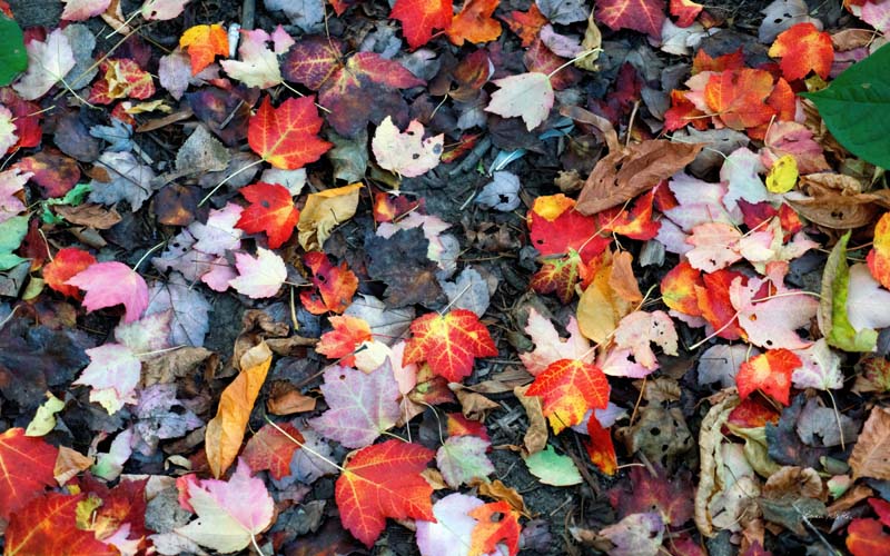Leaves no. 4