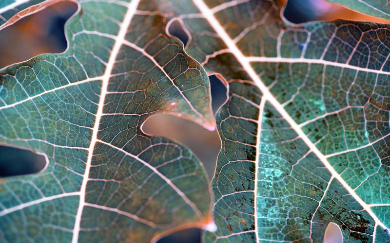 Leaves no. 7