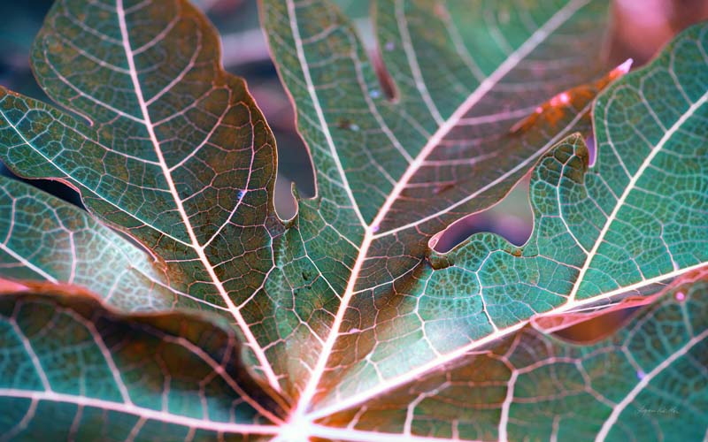 Leaves no. 8