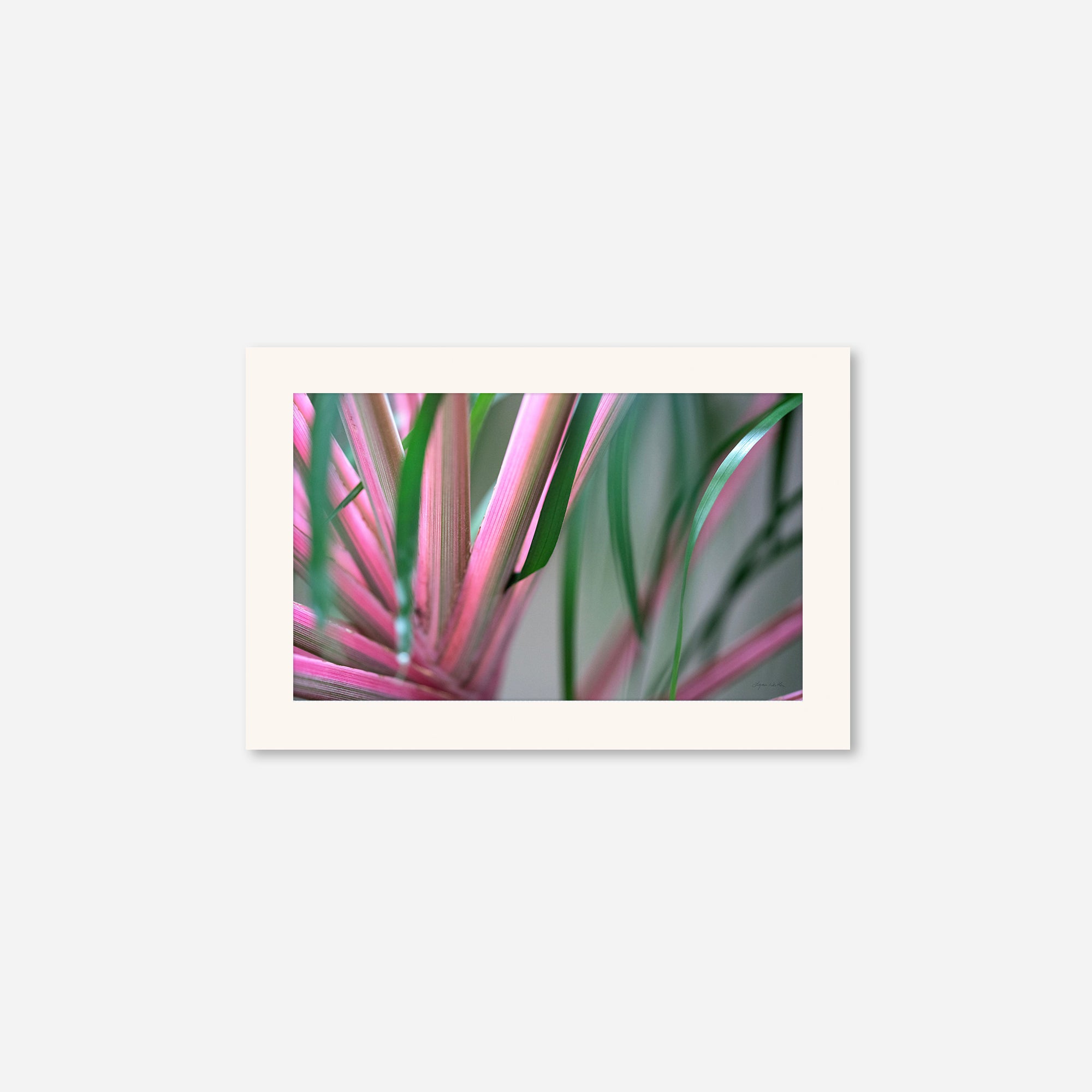 Leaves no. 9