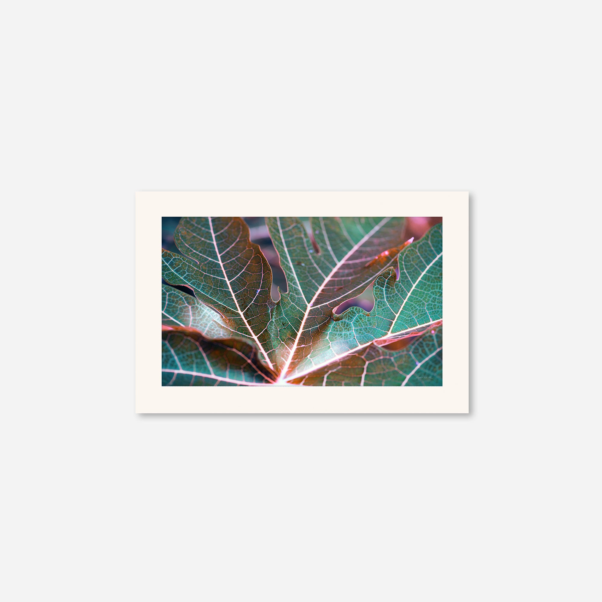 Leaves no. 8