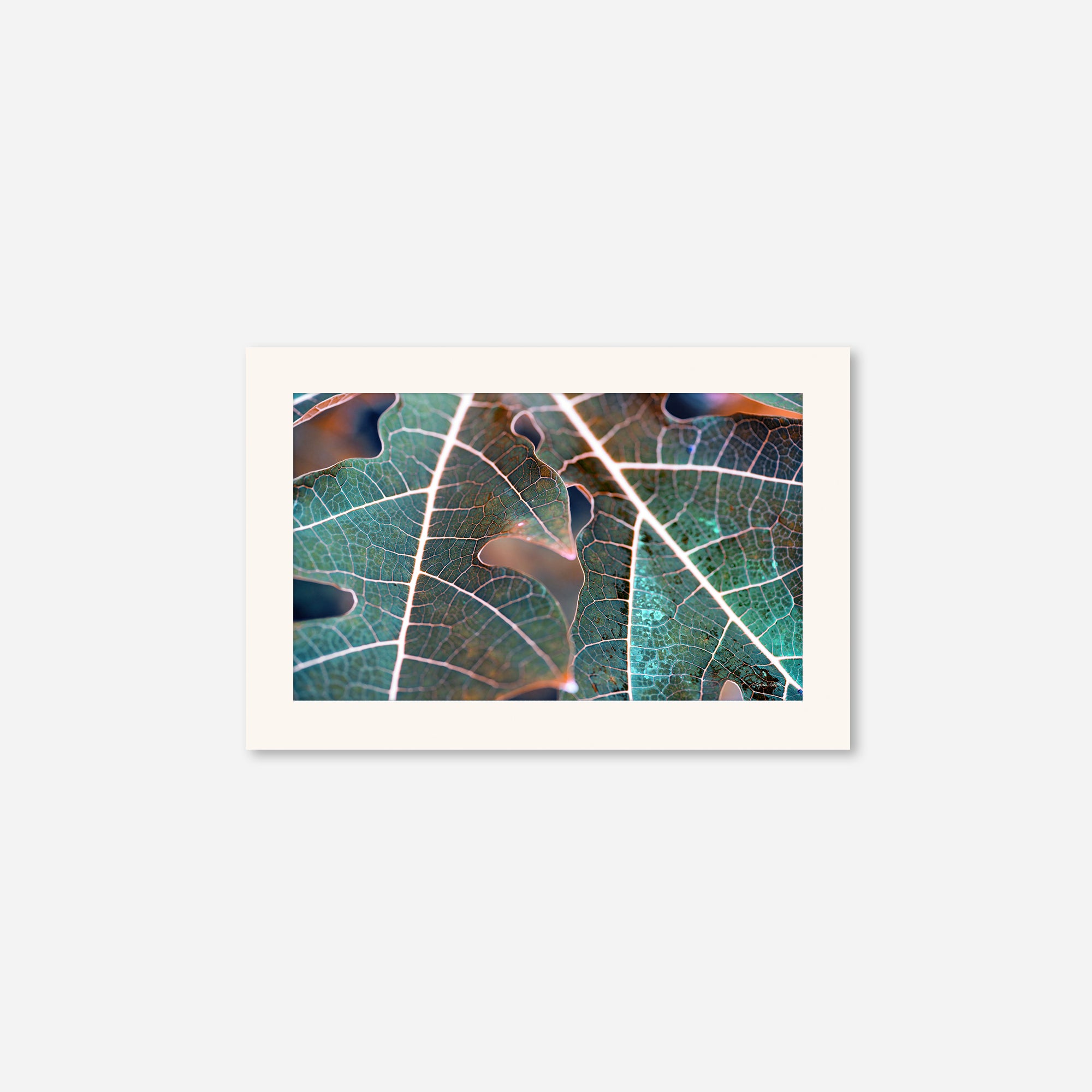 Leaves no. 7