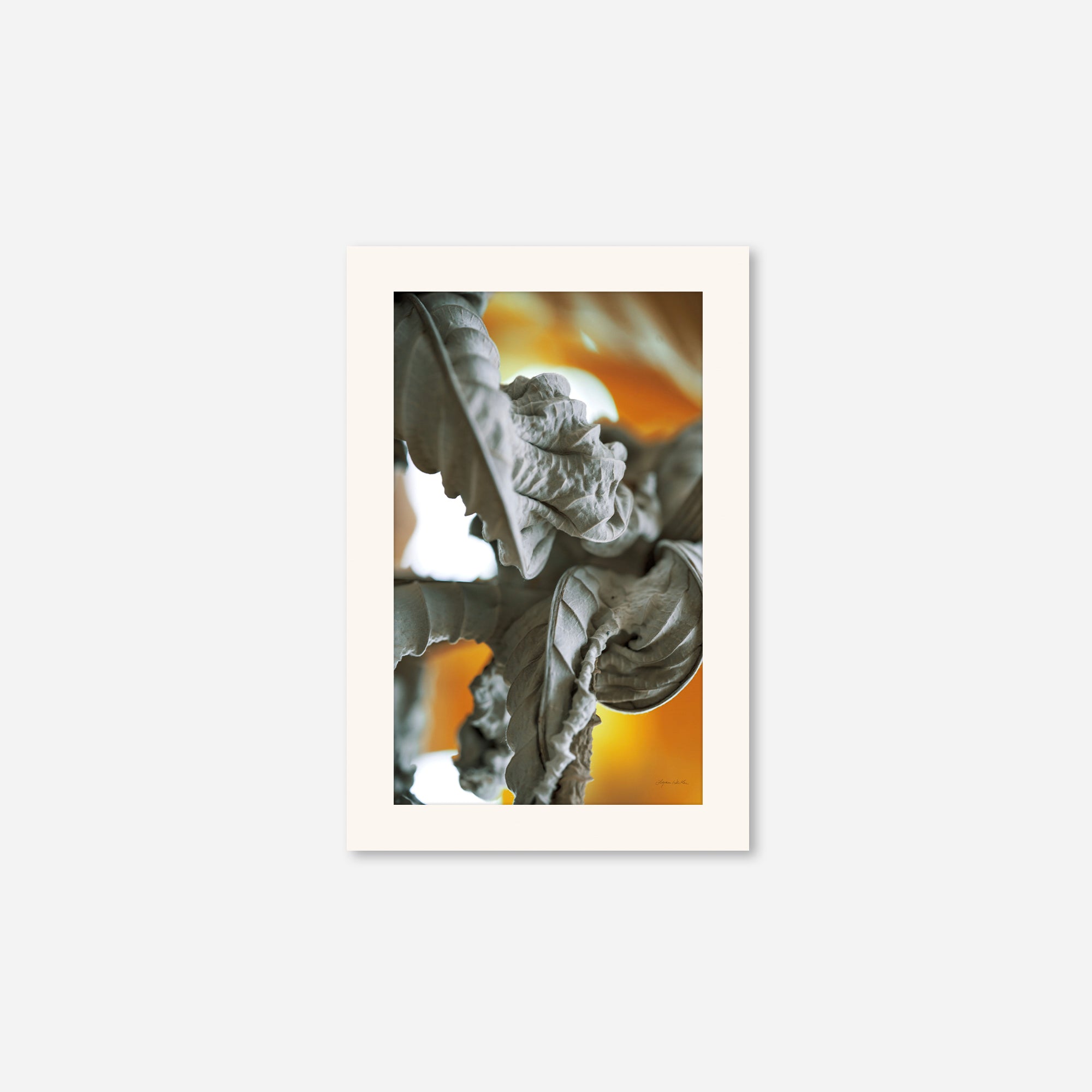 Leaves no. 6