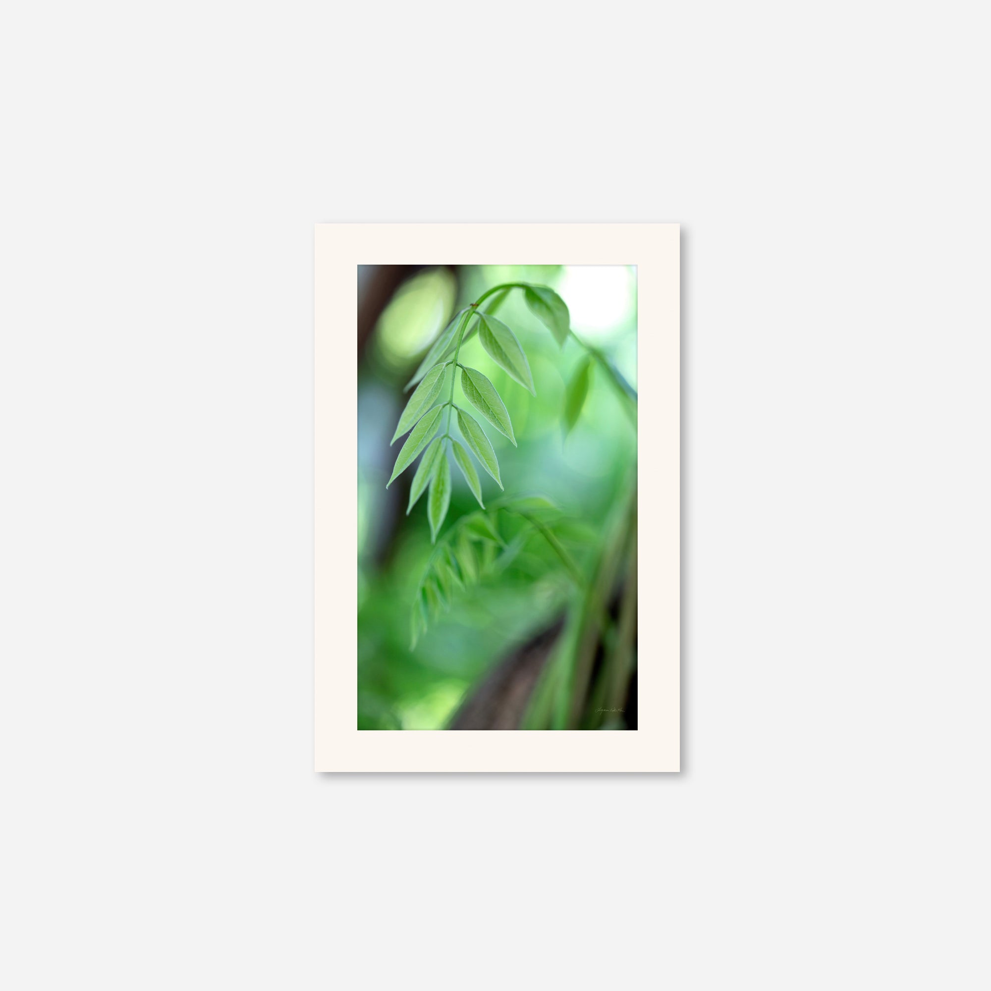 Leaves no. 2