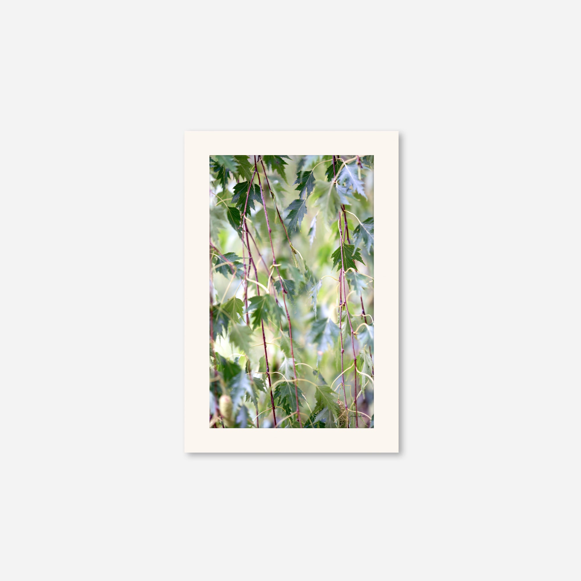 Leaves no. 1