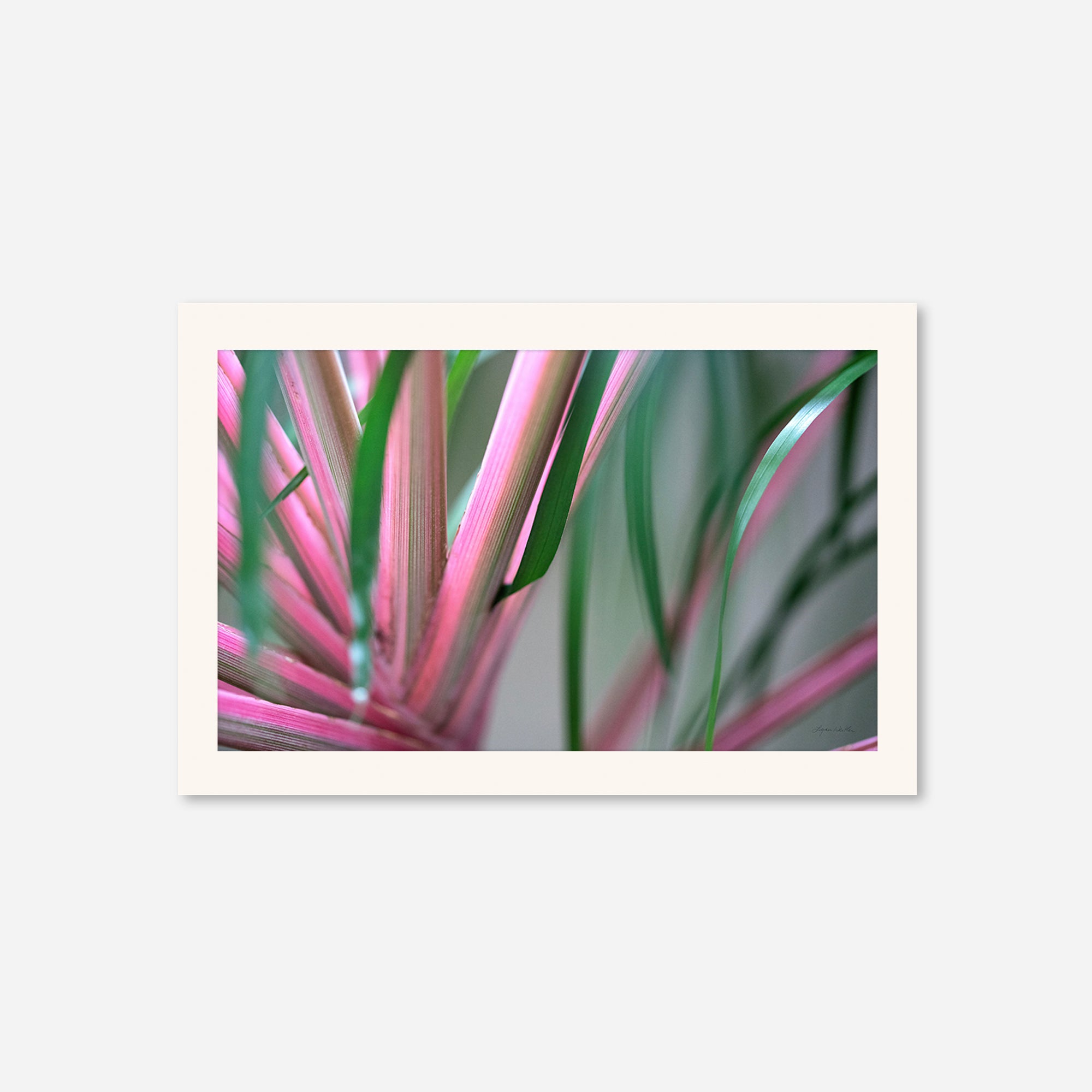 Leaves no. 9