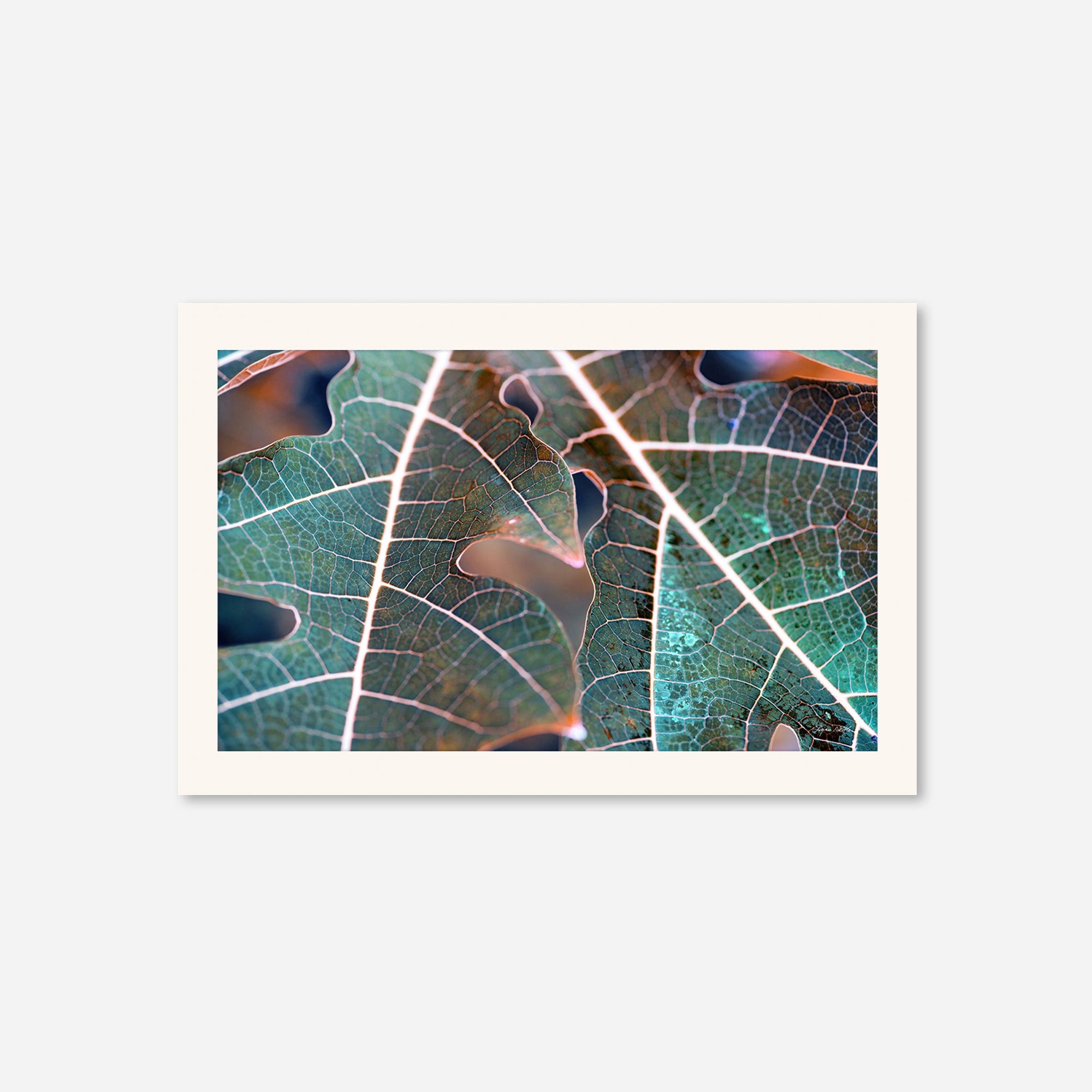 Leaves no. 7