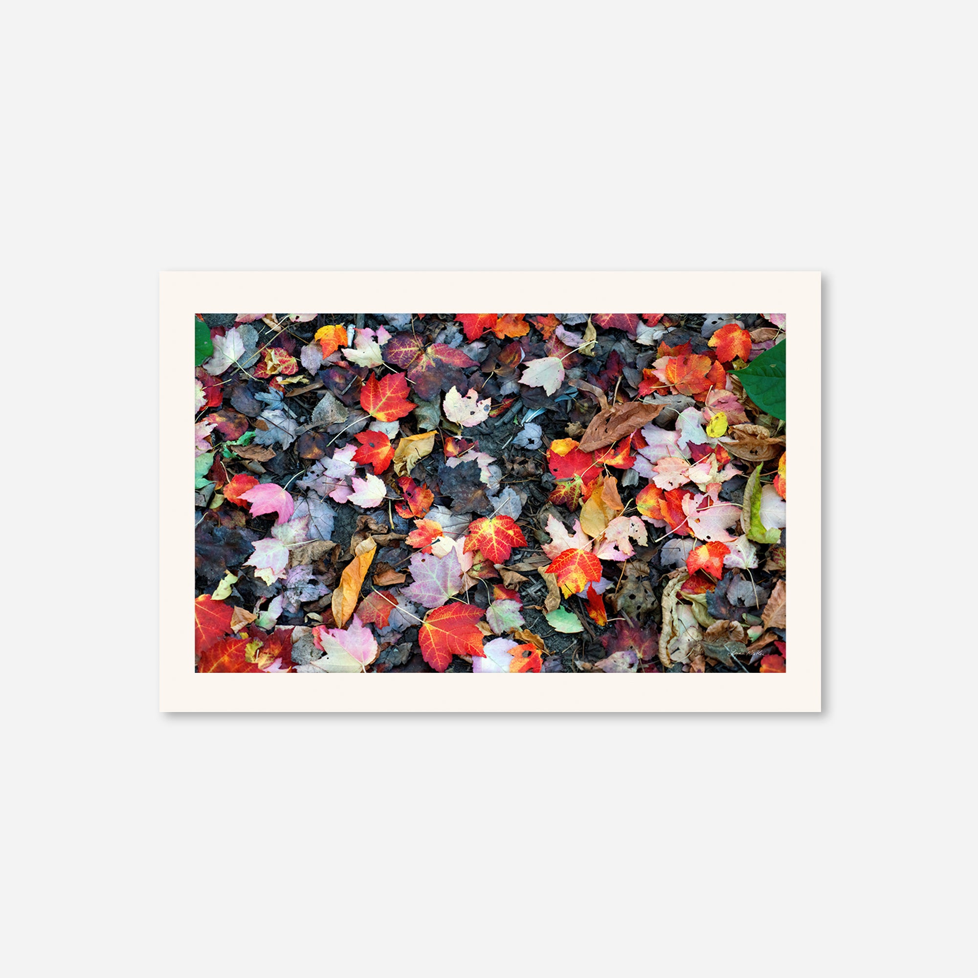 Leaves no. 4
