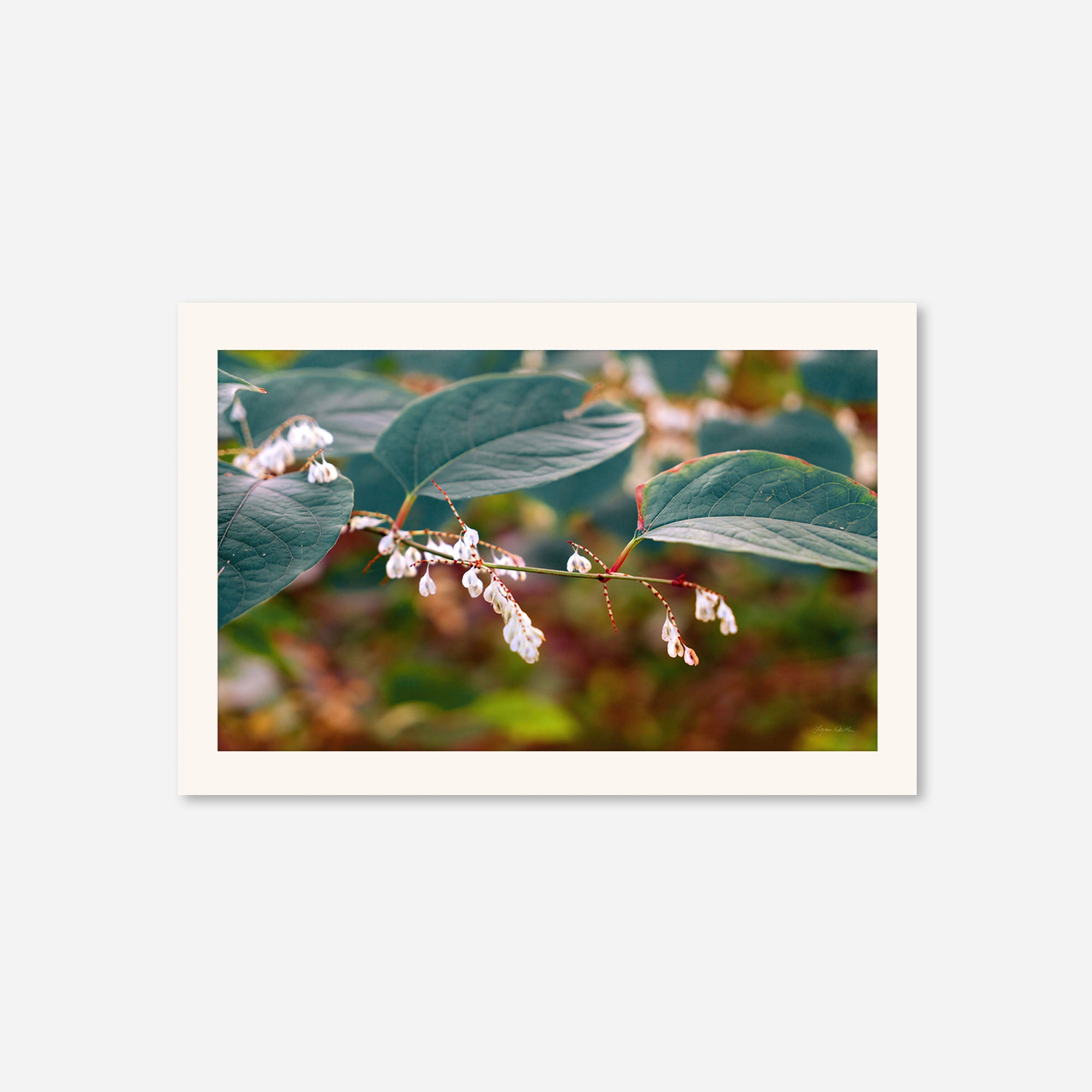 Leaves no. 3