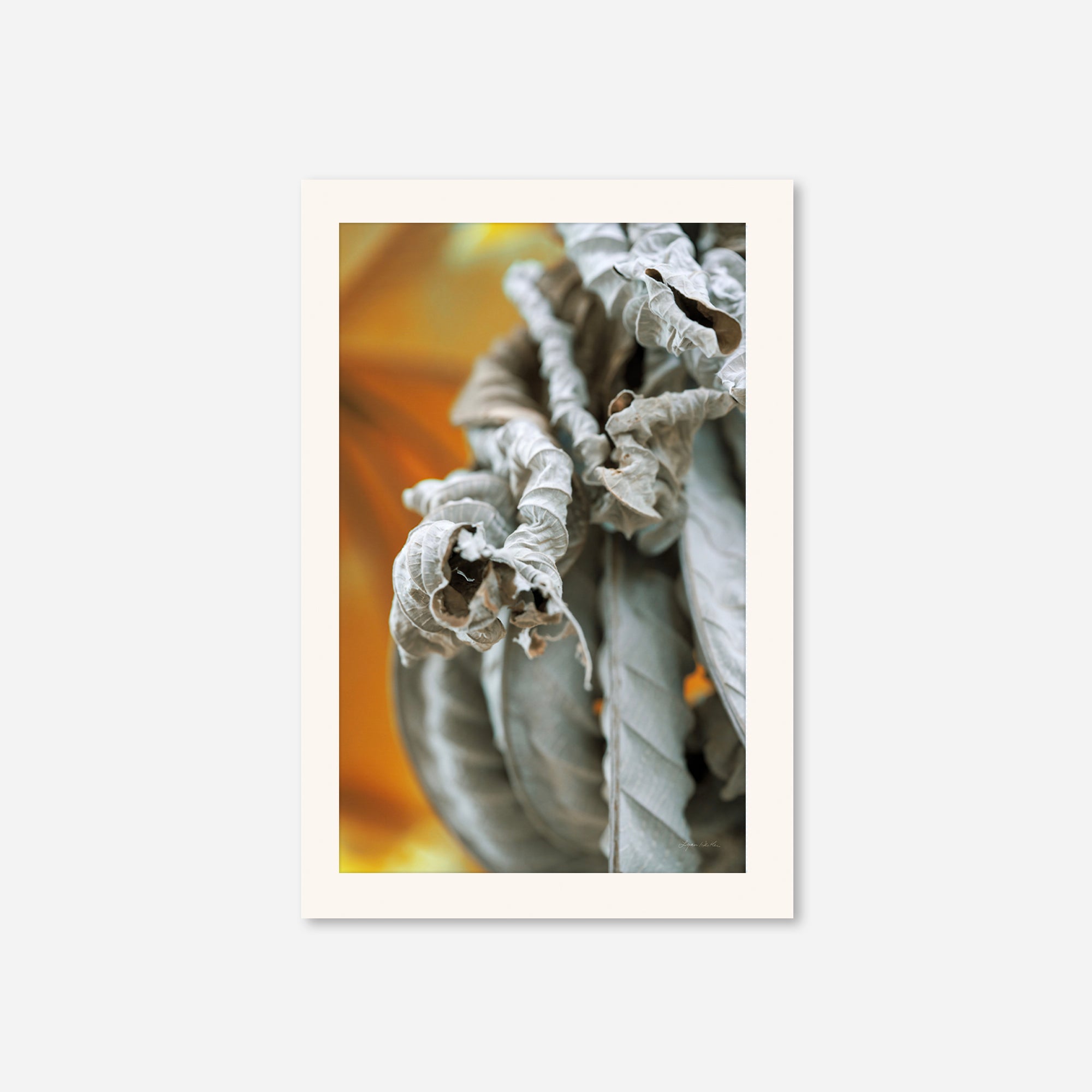 Leaves no. 10