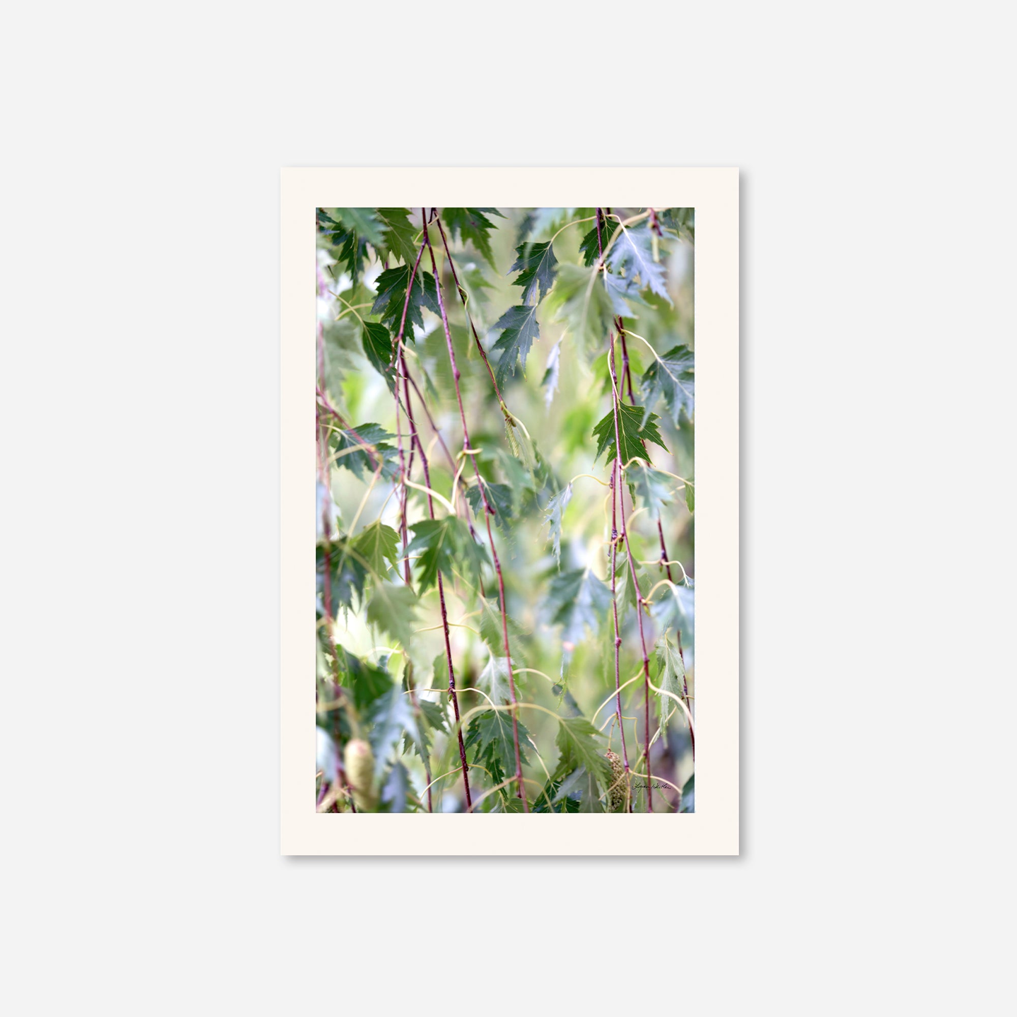 Leaves no. 1