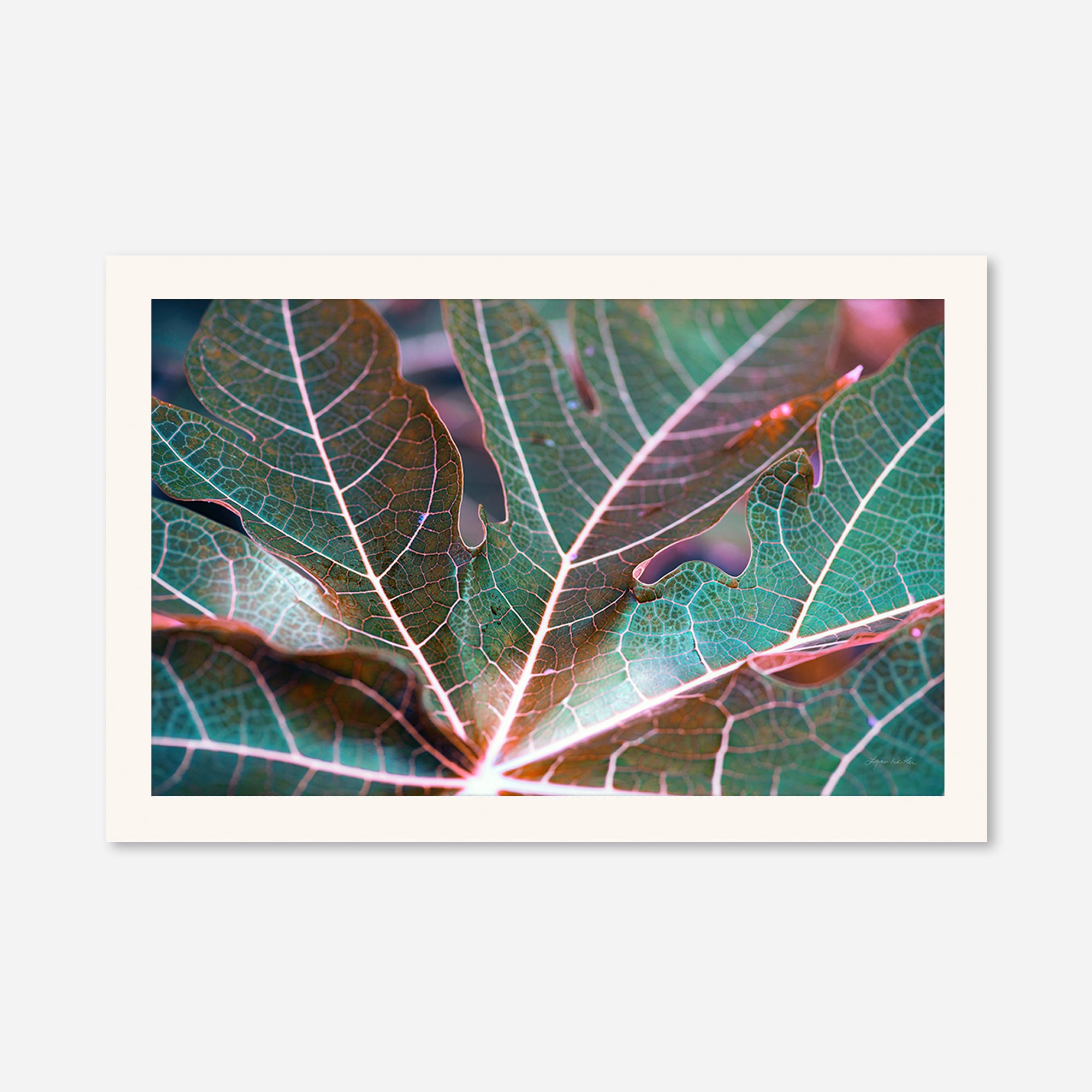 Leaves no. 8