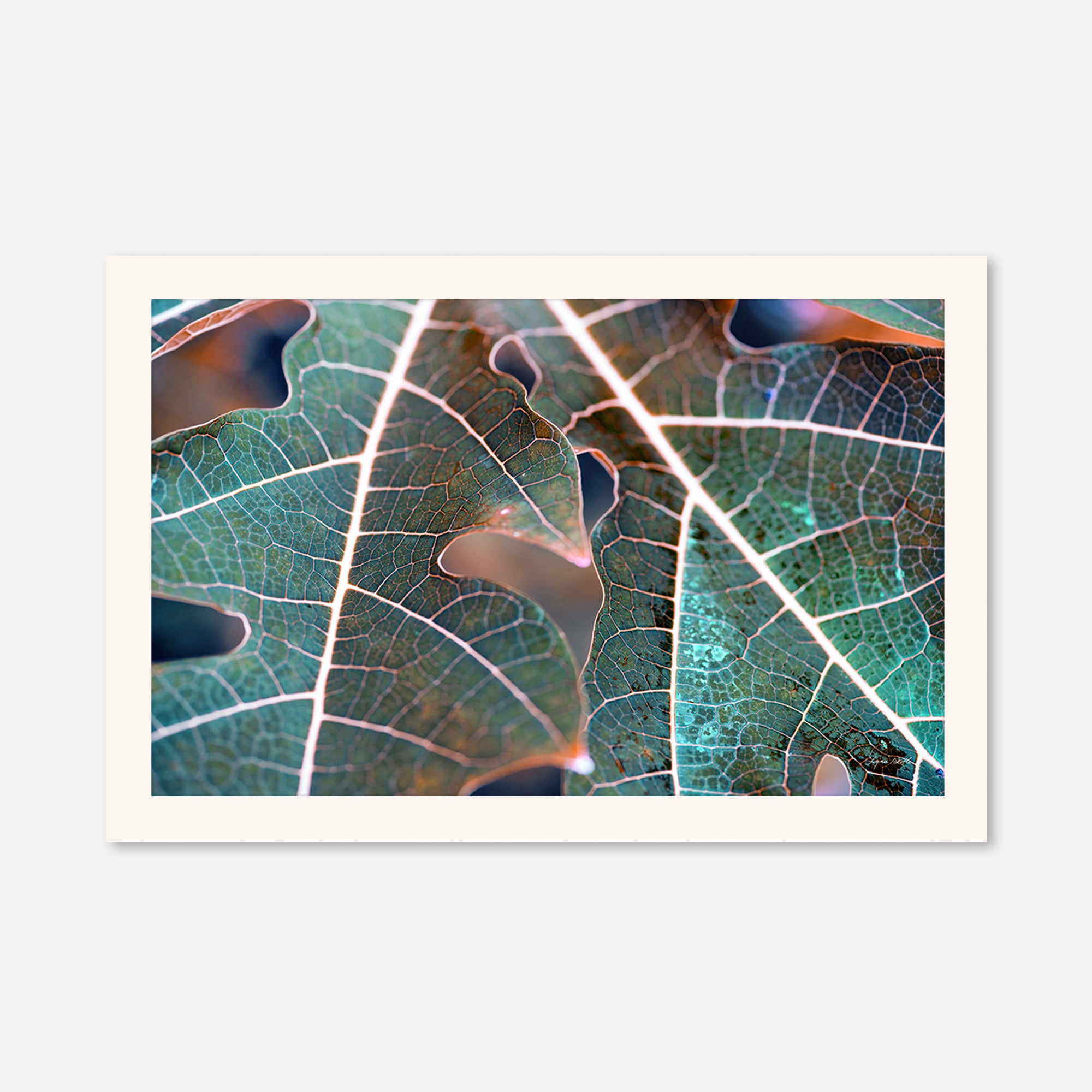 Leaves no. 7