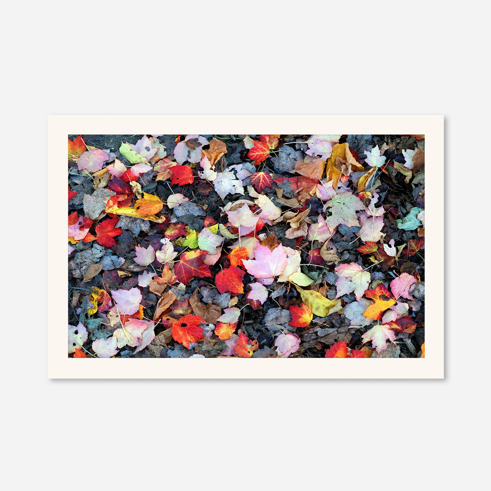 Leaves no. 5
