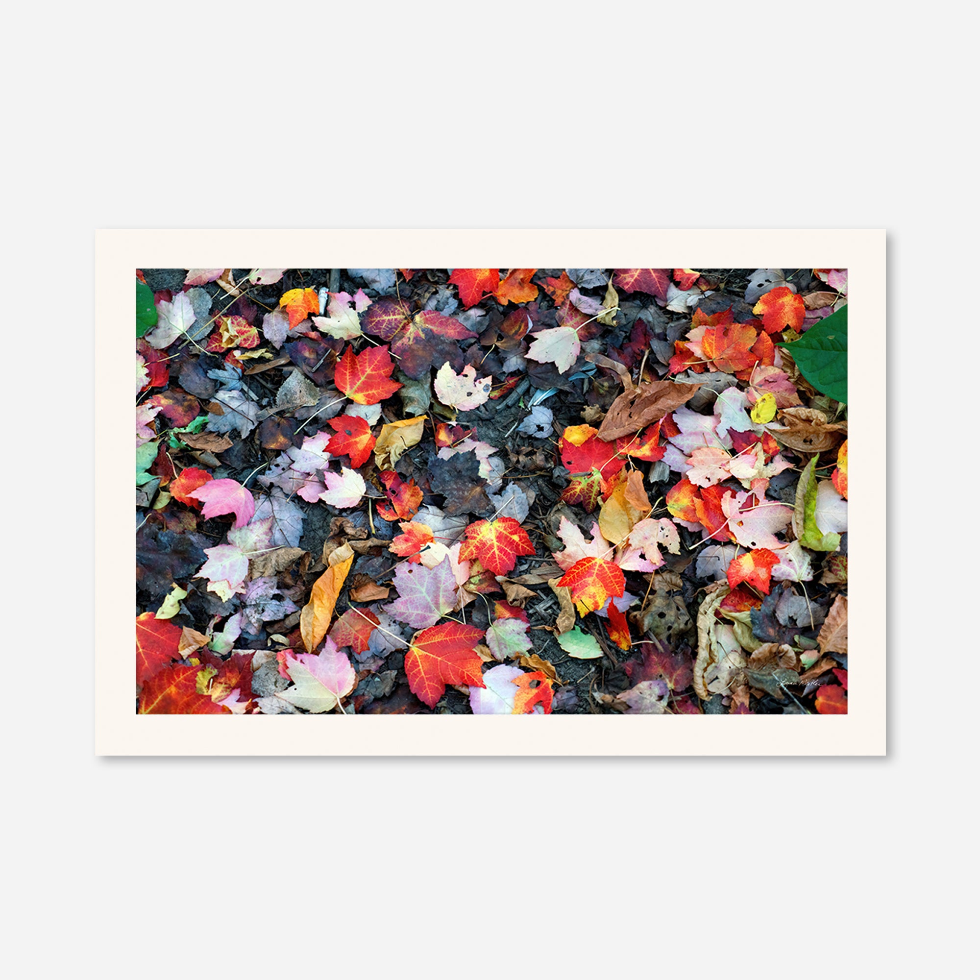 Leaves no. 4