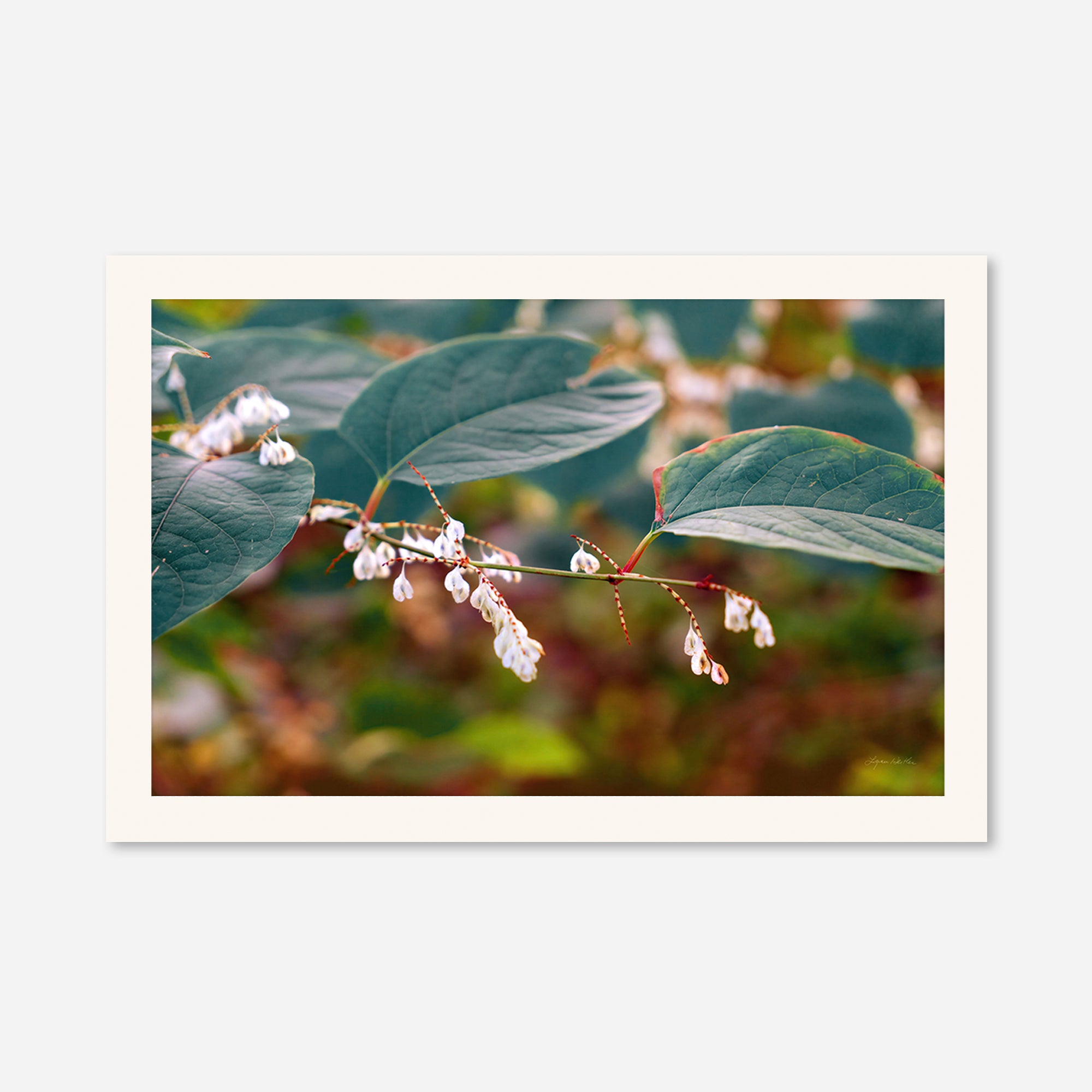 Leaves no. 3