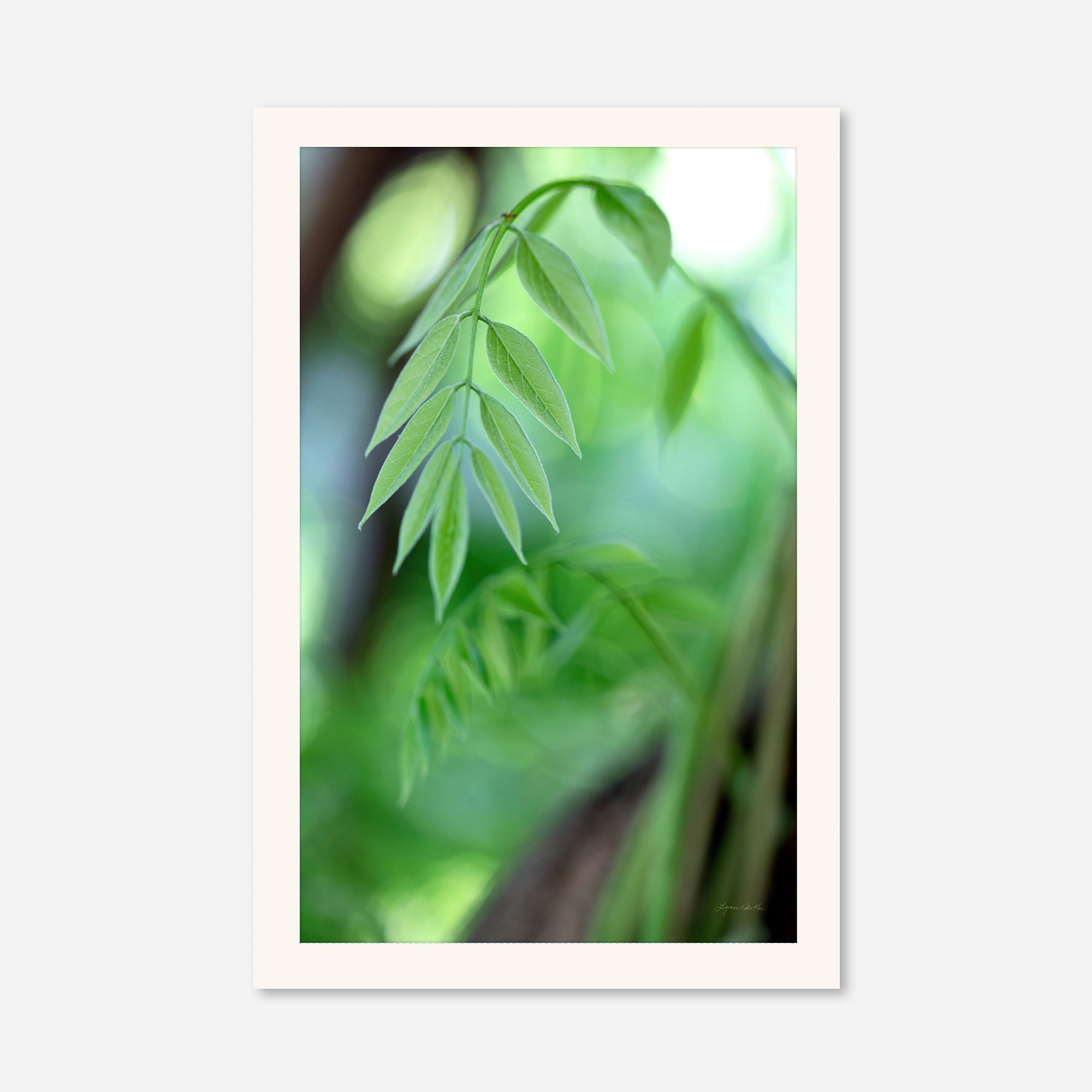 Leaves no. 2