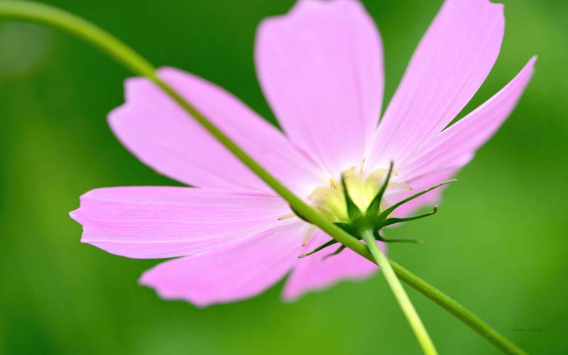 Macro no. 1