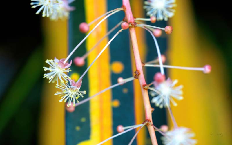 Macro no. 10