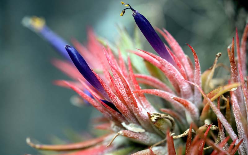 Macro no. 11