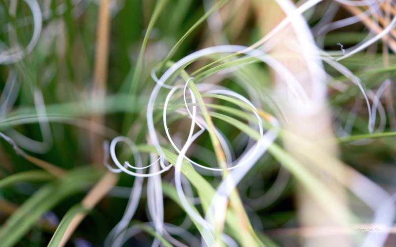 Macro no. 15