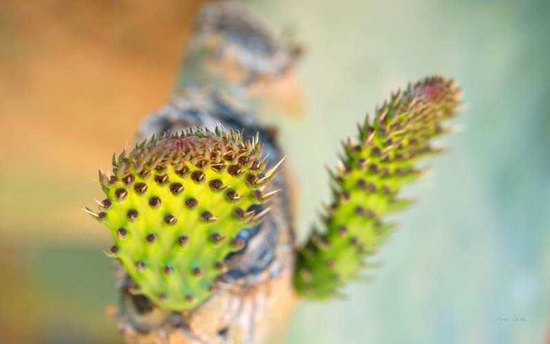 Macro no. 2