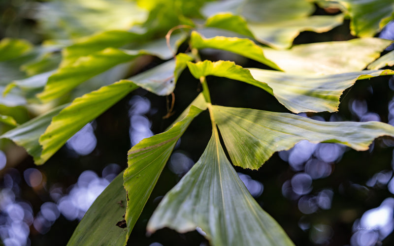 Macro no. 21